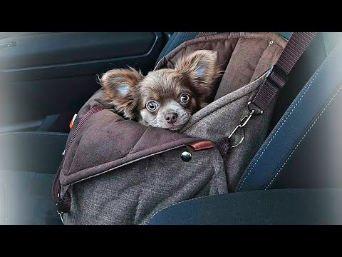 Видео: Звезда питомника чихуахуа Платоша уехал в Екатеринбург! Оставят ли ему эту кличку новые хозяева?