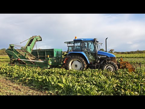 Видео: Уборка сахарной свеклы: New Holland TS100 с трёхрядным Standen Turbobeet и Claas Celtis 426