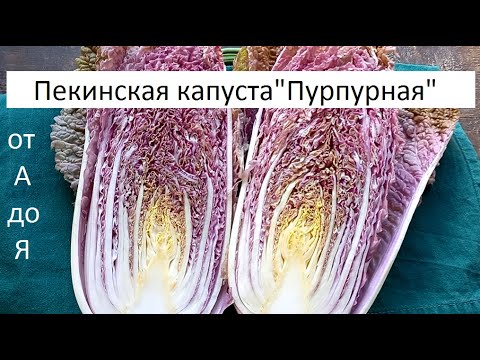 Видео: Пекинская капуста "Пурпурная" от А до Я.