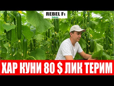 Видео: Ребел F1- 5 Сотихдан хар куни 80$ лик бодринг теряпмиз дейди Тожикистонлик деҳқон