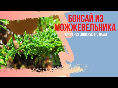 Видео: Бонсай из можжевельника Итоигава. Секреты формирования можжевельника бонсай