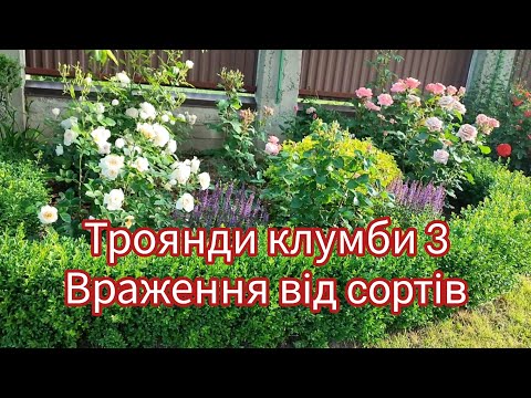 Видео: Сорти троянд у клумбі зі самшитовою облямівкою🍀🌹☘️