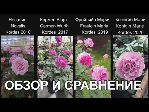 Видео: Сравниваем 4 сорта роз Кордес сиреневых оттенков