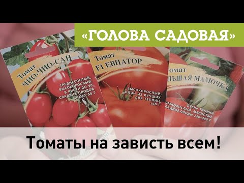 Видео: Голова садовая - Томаты на зависть всем!