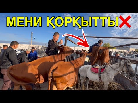 Видео: БАЗАРДА ТАЗА МАФИЯ? ! 14-СЕНТЯБР ШЫМБАЙ МАЛ БАЗАРЫ АТ БАЗАРЫ БАХАЛАРЫ ӨЗГЕРДИ!