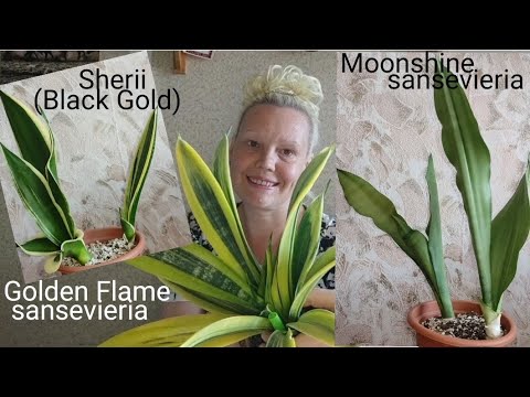 Видео: Пересадка трёх сортов сансевиерий- Муншайн, Блэк Голд (Шери), Голден Флейм #сансевиерия