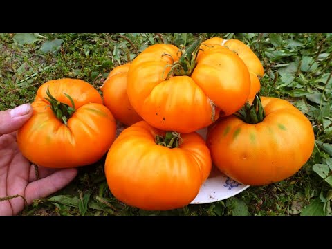 Видео: Рекордсмены по Каротину эти СОРТА помидоров должны расти в каждой теплице!