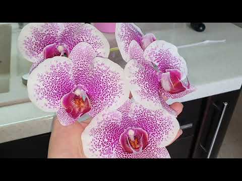 Видео: УРА ! РОСТ КОРНЕЙ У ОРХИДЕЙ ! ЧТО МОЖЕТ БЫТЬ ПРЕКРАСНЕЙ🥰