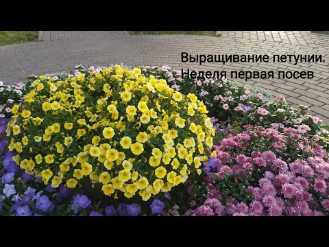 Видео: Выращивание петунии . Неделя первая посев.