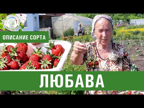 Видео: Клубника. Описание ремонтантного сорта Любава. Айтжанова Светлана Дмитриевна о сортах земляники.
