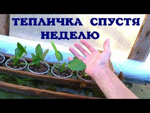 Видео: АКВАРИУМНЫЕ РАСТЕНИЯ В ТЕПЛИЦЕ!!!