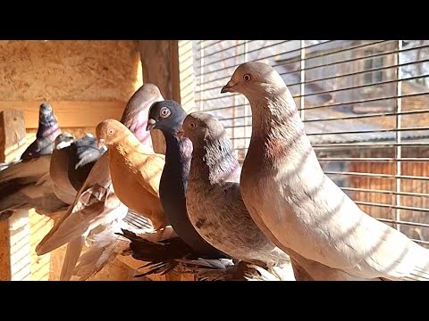 Видео: Осенний обзор Бойных голубей Асха. Осенние исполнения. #бойныеголуби #Голуби #pigeon 