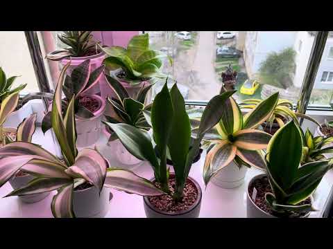 Видео: Джунгли в квартире. Моя коллекция сансевиерий. Часть 2.