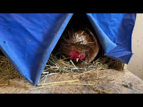 Видео: Кошмар что творится в курятнике от чашечных поилок для кур
