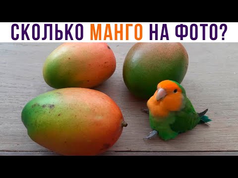 Видео: ТОЛЬКО 99% ЛЮДЕЙ ВИДЯТ ПОПУГА))) Приколы с попугаями | Мемозг 891