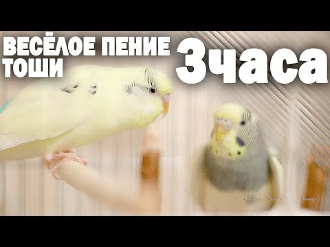 Видео: 3 часа Веселого пения волнистых попугаев.