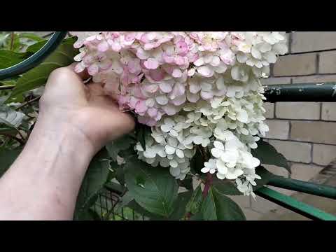 Видео: Обзор садика и огородика на первую половину августа. Ленинградская область