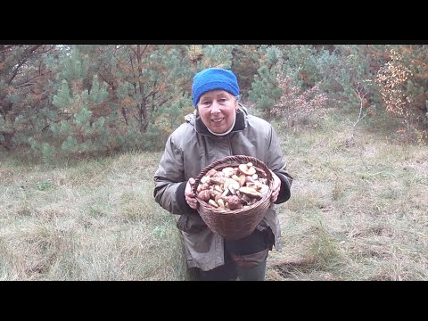 Видео: Шалене жовтневе різногриб'я в сосняку. Грибна удача.