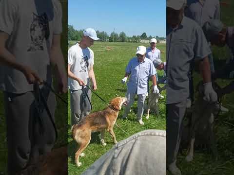 Видео: 57-я Чувашская Региональная выставка охотничьих собак.31 мая 2025 г.