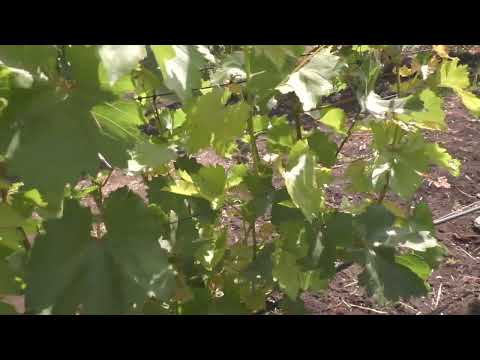 Видео: Який кущ винограда кращий ? Корневласний чи щеплений ? ? ?