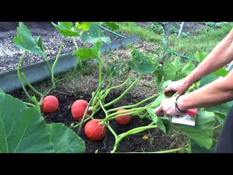 Видео: Тыква ЛЕСНОЙ ОРЕХ