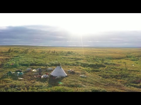 Видео: Ханты оленеводы. Переход оленей через горную реку. Тут султам 23.09.2021