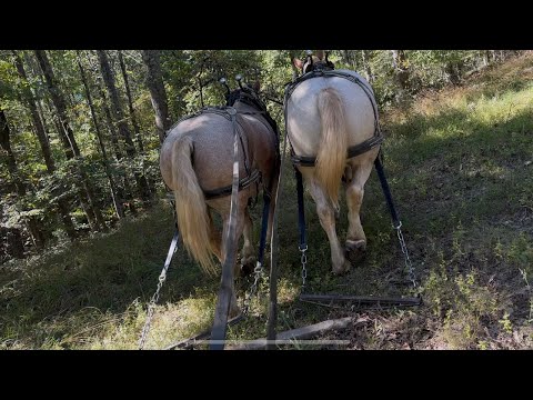 Видео: Большая разница между заготовкой лошадей и заготовкой оборудования