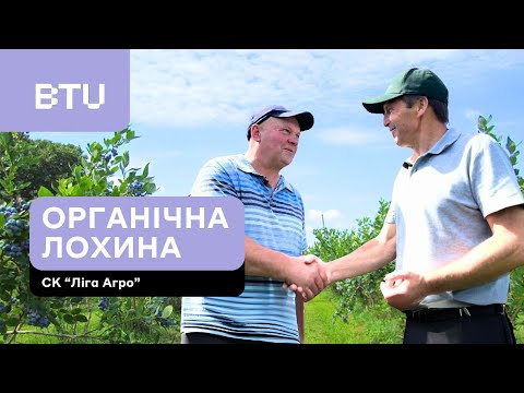 Видео: Органічна лохина без шкідників та хвороб: технологія вирощування BTU