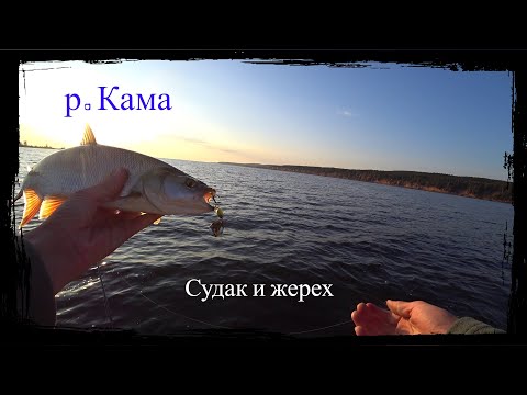 Видео: Рыбалка на Каме. Лето 2023. Ловим судака и жереха!