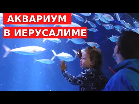 Видео: АКУЛЫ У НАС НАД ГОЛОВОЙ // Аквариум в Иерусалиме ИЗРАИЛЬ