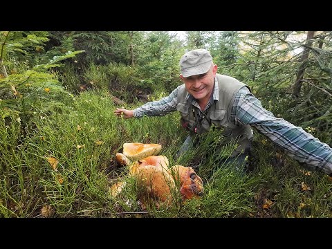 Видео: В розпал сезону на білі гриби.