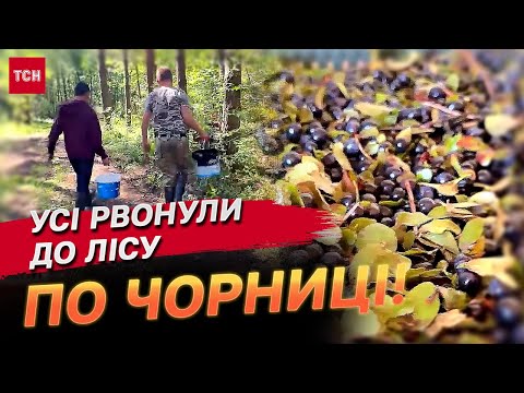 Видео: Сезон заробітку стартував! Люди масово рвонули до лісу збирати чорниці!