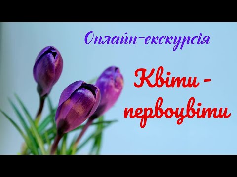 Видео: «Квіти-первоцвіти». Онлайн-екскурсія для дітей