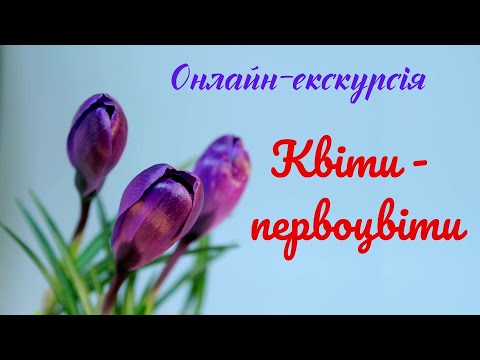 Видео: «Квіти-первоцвіти». Онлайн-екскурсія для дітей