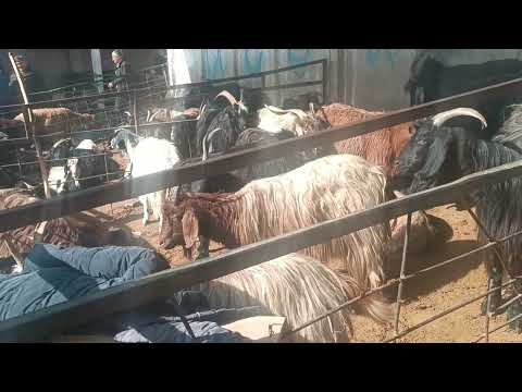 Видео: 13 ноября 2025 г.чоршанбе бозор ленский