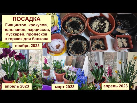 Видео: Посадка луковиц в горшок для балкона. Гиацинты, тюльпаны, крокусы, нарциссы, мускари, пролески. 2023