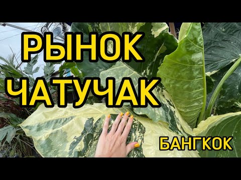 Видео: ЦВЕТОЧНЫЙ РЫНОК ЧАТУЧАК В БАНГКОКЕ - ОБЗОР