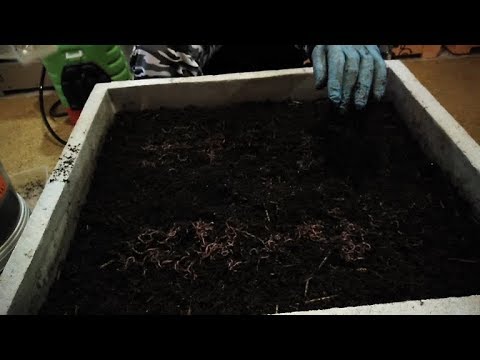 Видео: Какой субстрат лучше для Дендры? Торф, листья, опилки, солома?