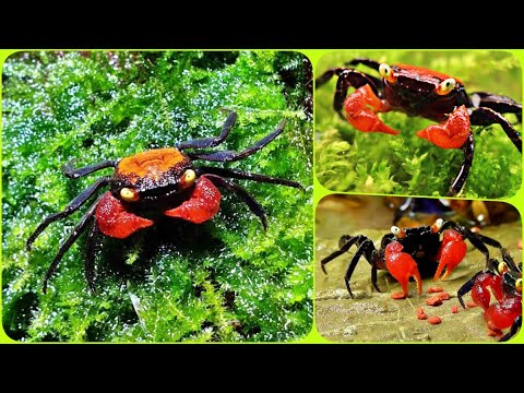 Видео: Пресноводный краб Красный Дьявол в аквариуме Содержание Разведение и чем кормить крабика