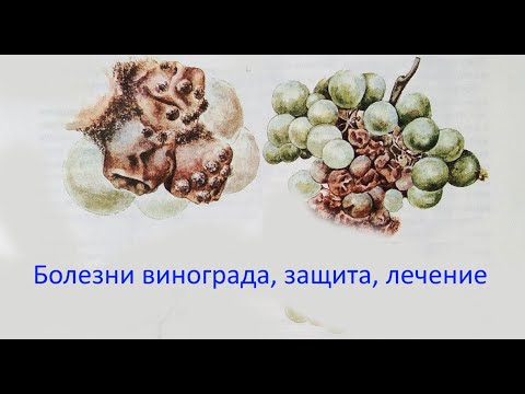 Видео: @Начинающему виноградарю  Болезни винограда  Меры борьбы