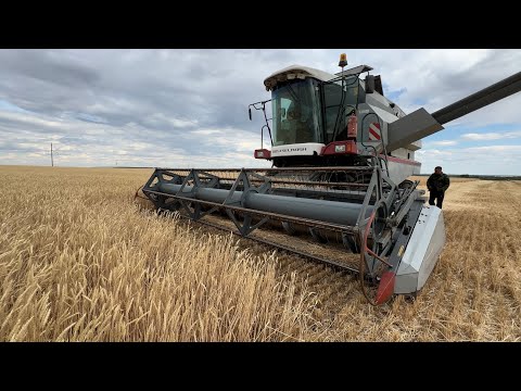 Видео: Вся уборка зерновых и зернобобовых в одном видео! Уборка 2024! Ростовская область!