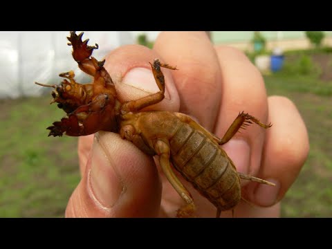 Видео: [САМЫЙ ЛУЧШИЙ И ЭФФЕКТИВНЫЙ СПОСОБ УНИЧТОЖЕНИЯ МЕДВЕДКИ]РЕГЕНТ 800Г/Л +ПРОВОЛОЧНИК И СОВКА