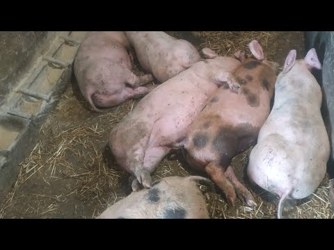 Видео: Поросятам 80 днів ростуть як на дріждяг.