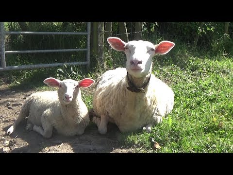 Видео: Разведение овец для получения молока и мяса (во всяком случае, как мы это делаем).