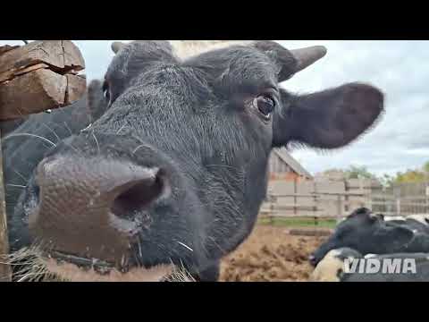 Видео: Жизнь в селе,сколько дал бык мясом?Опорос ...