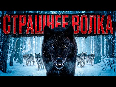 Видео: Волкособ: Хищник без страха и правил!