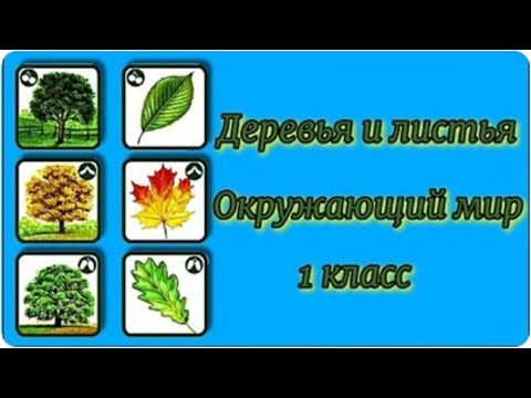 Видео: Деревья и листья Окружающий мир 1 класс