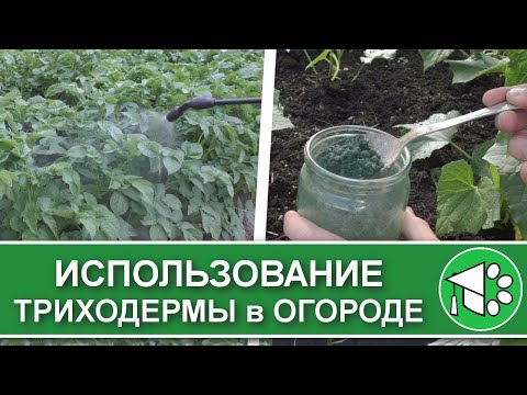 Видео: Триходерма: способы применения в огороде. Биопрепараты для мульчирования и опрыскивания