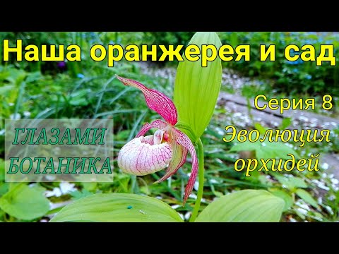 Видео: Наша оранжерея и сад — Серия 8 — Эволюция орхидей: полный обзор