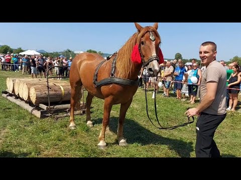 Видео: 🥁🏆Оґир-Фест кінні одиночні змагання і краса коней🔥💪🖐💣